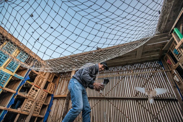 تربية الحمام في مصر