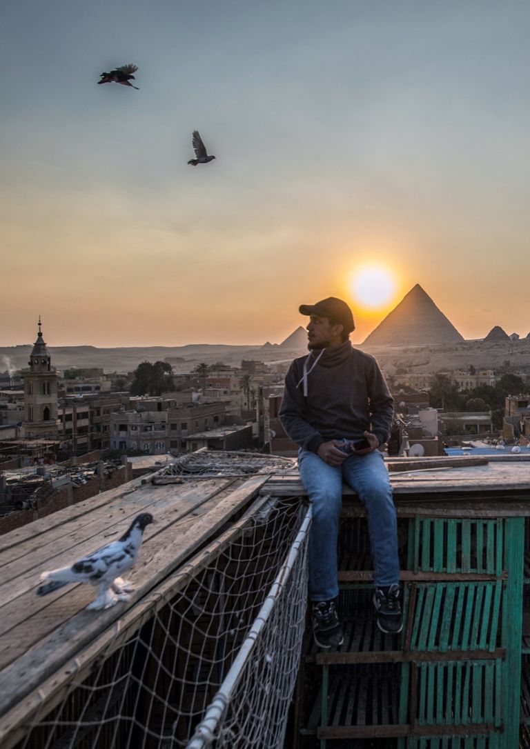 تربية الحمام في مصر