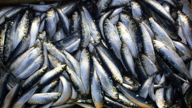 أطعمة غنية بالكالسيوم