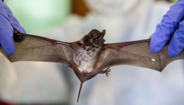علماء صينيون يكتشفون فيروسا جديدا في الخفافيش مطابق لكورونا بنحو 95%