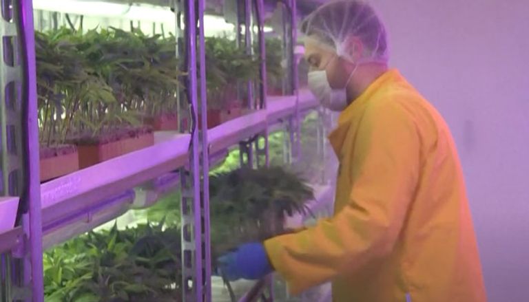 زراعة الحشيش في مقدونيا الشمالية زراعة الحشيش في مقدونيا الشمالية