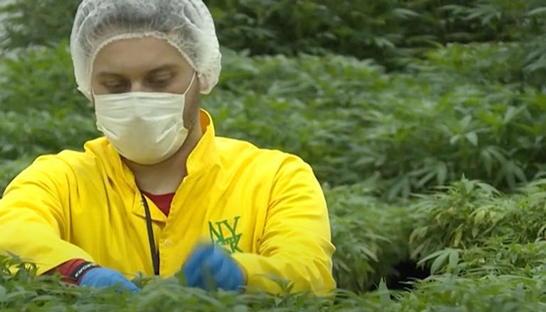 زراعة الحشيش في مقدونيا الشمالية زراعة الحشيش في مقدونيا الشمالية