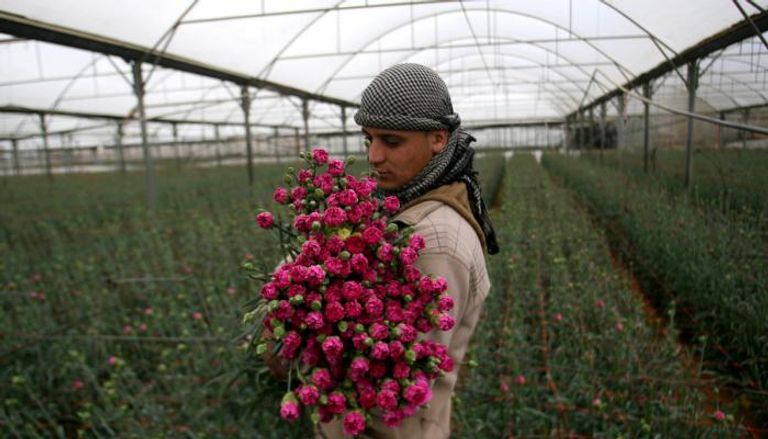 رواج الزهور في عيد الأم بغزة