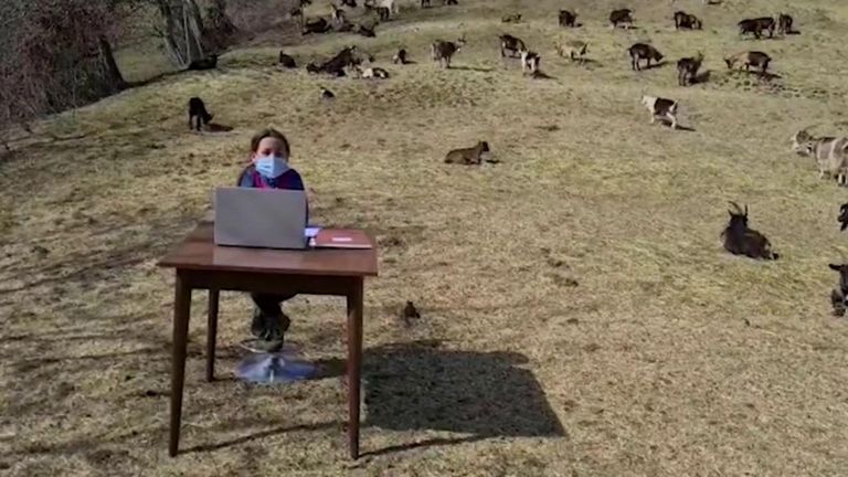 الصغيرة فياميتا أثناء متابعتها لفصولها المدرسية على الإنترنت وسط الماعز