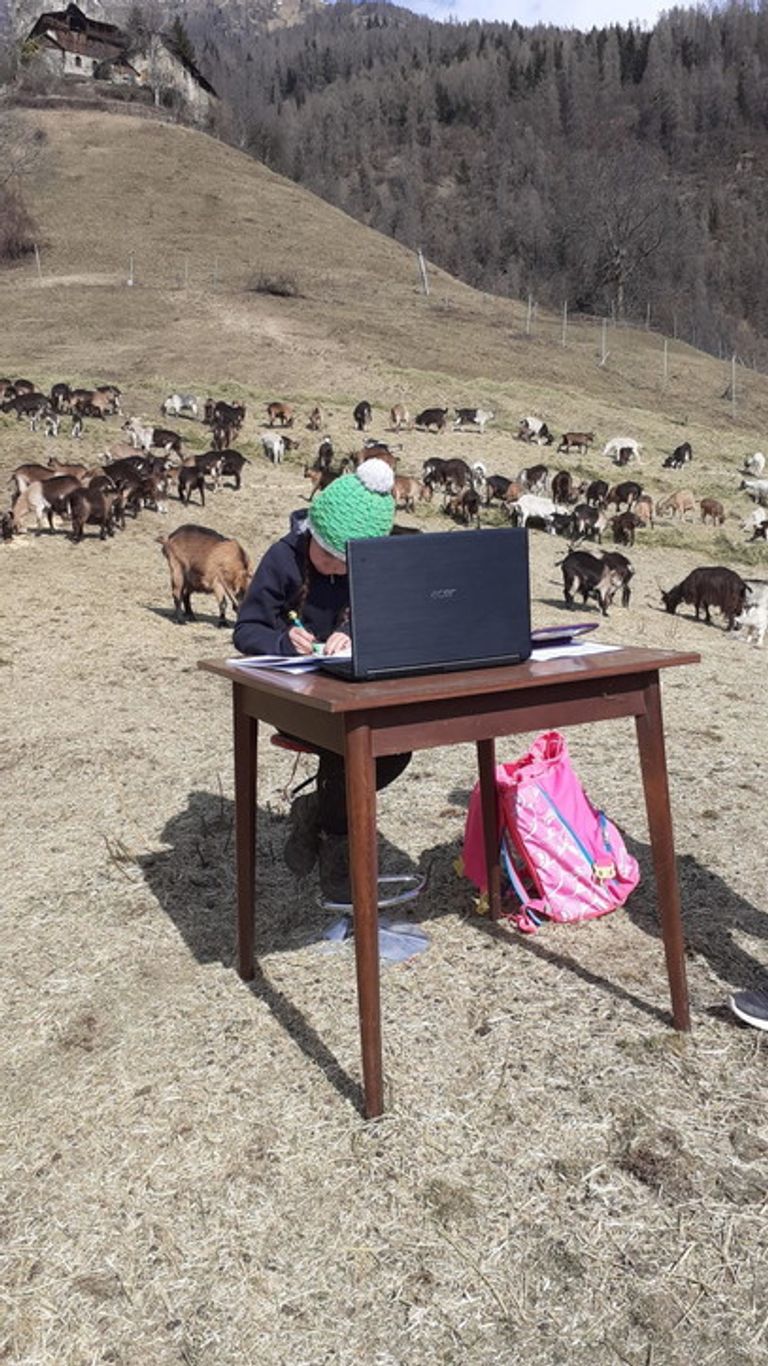 الصغيرة فياميتا أثناء متابعتها لفصولها المدرسية على الإنترنت وسط الماعز