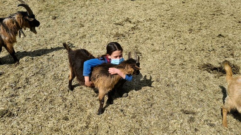 الصغيرة فياميتا أثناء متابعتها لفصولها المدرسية على الإنترنت وسط الماعز