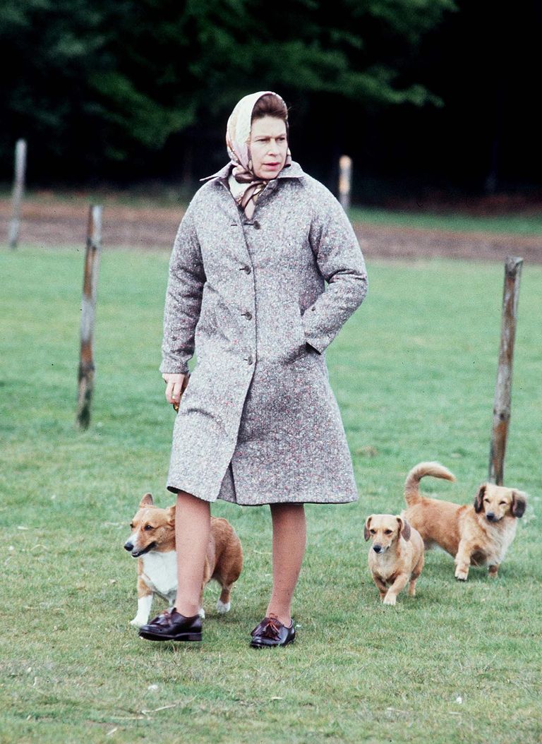 الملكة إليزابيث الثانية تعد من أشهر مالكي كلاب الكورجي في العالم