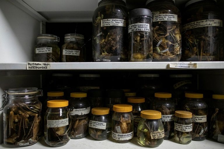 خفافيش محنطة