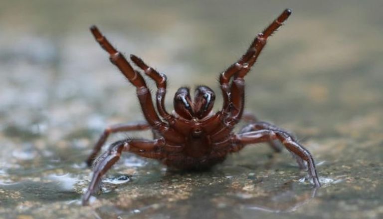 صورة تظهر واحدا من العناكب المميتة التي انتشرت في سيدني بعد الفيضانات  