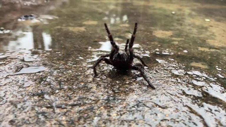 أكبر عناكب سامة في العالم تهاجم منازل سيدني صورة تظهر واحدا من العناكب المميتة التي انتشرت في سيدني بعد الفيضانات