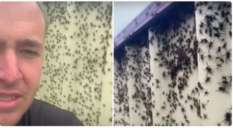 أكبر عناكب سامة في العالم تهاجم منازل سيدني صورة تظهر واحدا من العناكب المميتة التي انتشرت في سيدني بعد الفيضانات