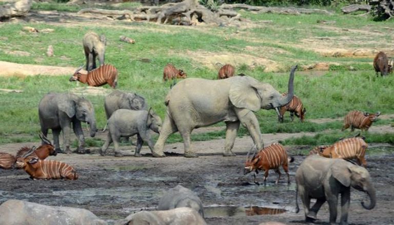 فيلة الغابات الأفريقية سجلت تراجعا بنسبة 86% في 30 عاما