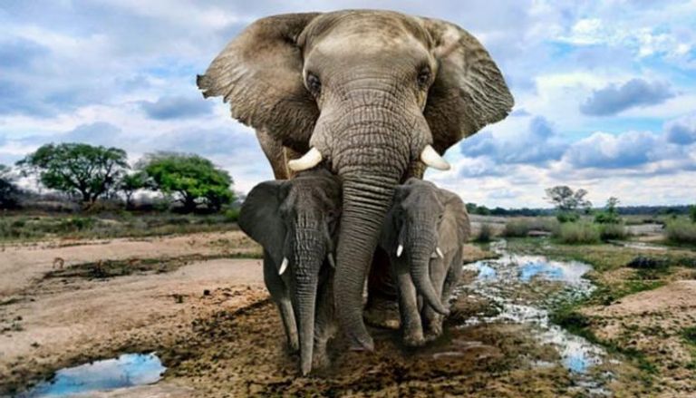 الطلب المتزايد على الأفوكادو يهدد الفيلة بكينيا- أرشيفية