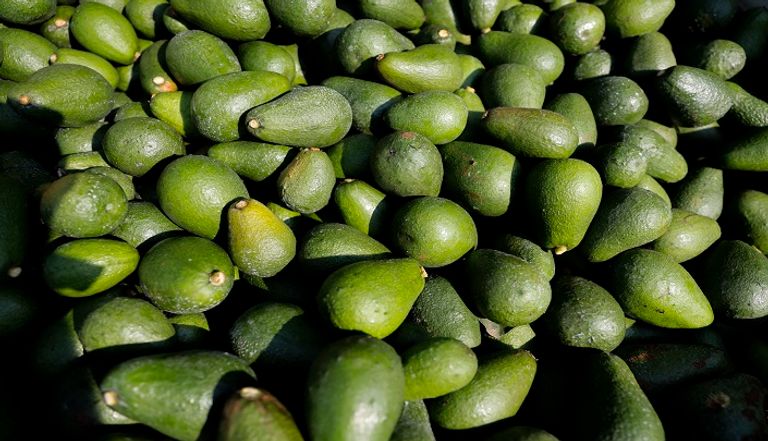 الطلب المتزايد على الأفوكادو يهدد الفيلة بكينيا- أرشيفية