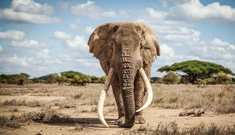 الطلب المتزايد على الأفوكادو يهدد الفيلة بكينيا- أرشيفية