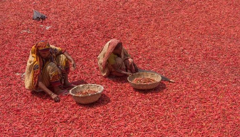سيدتان من بنجلاديش تفحصان الفلفل الأحمر خلال تجفيفه