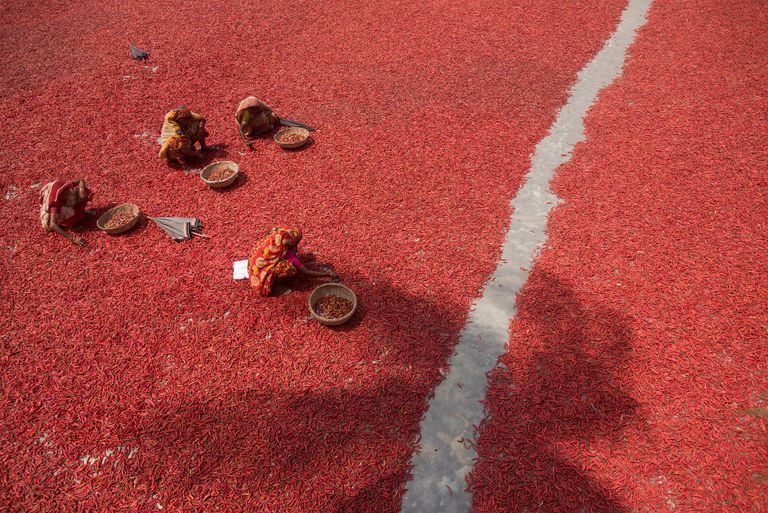 سيدتان من بنجلاديش تفحصان الفلفل الأحمر خلال تجفيفه