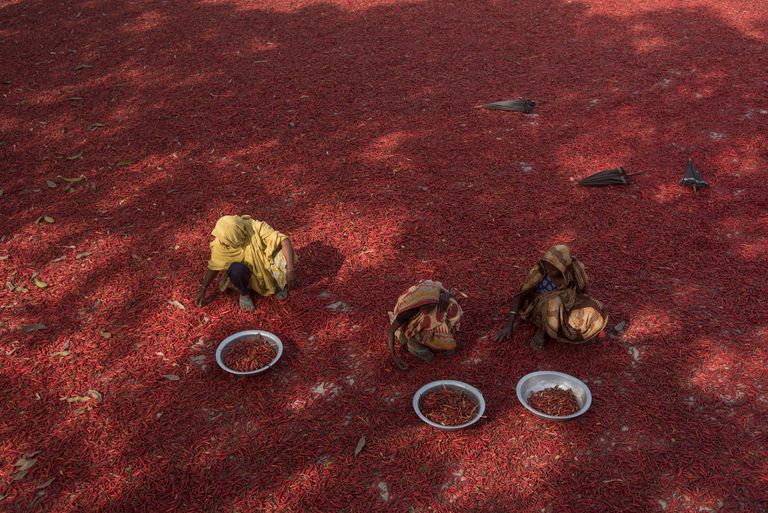 سيدتان من بنجلاديش تفحصان الفلفل الأحمر خلال تجفيفه