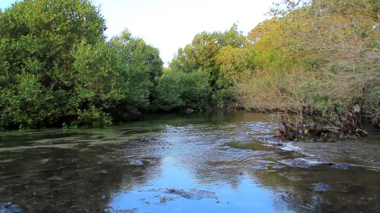 الإمارات تعتزم زراعة 30 مليون شجرة قرم