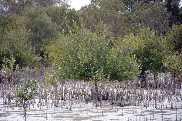 الإمارات تعتزم زراعة 30 مليون شجرة قرم