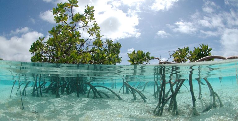 الإمارات تعتزم زراعة 30 مليون شجرة قرم