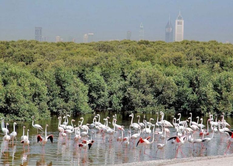 الإمارات تعتزم زراعة 30 مليون شجرة قرم