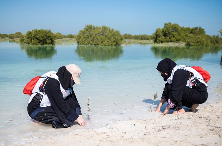 الإمارات تعتزم زراعة 30 مليون شجرة قرم