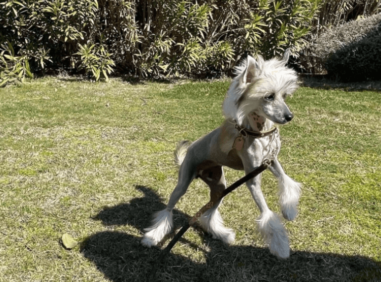 كلب جورجينا صديقة رونالدو كريستيانو رونالدو عاشق للكلاب