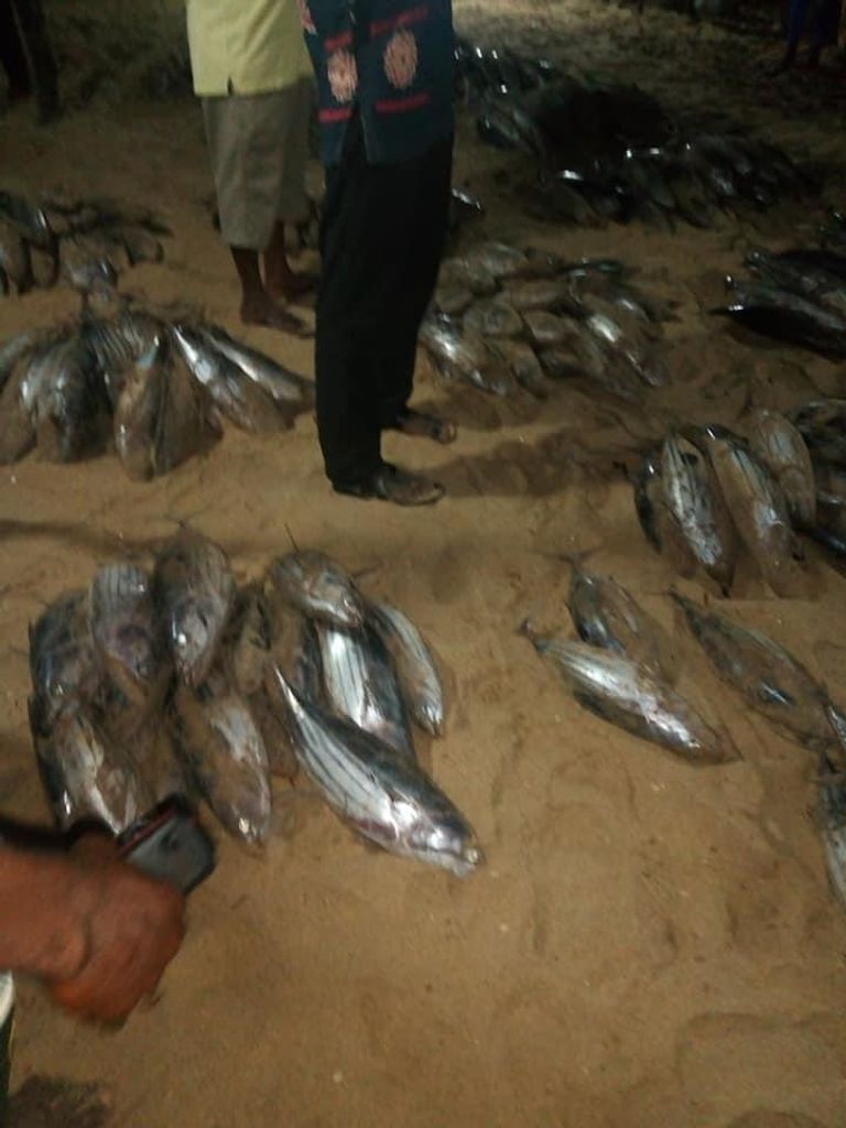 دلافين نافقة