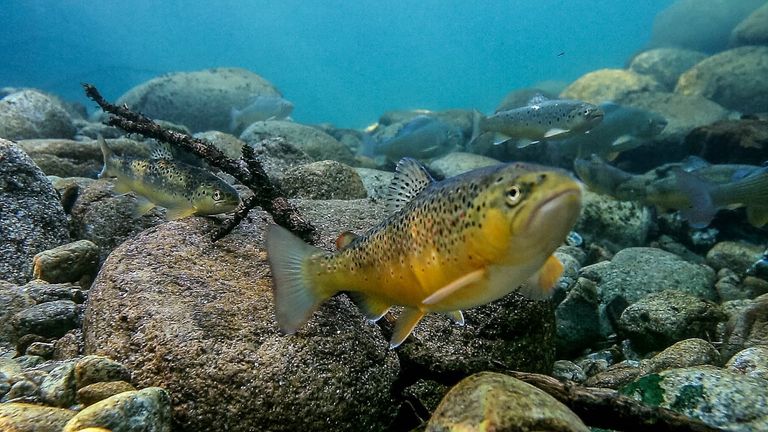 هجرة الأسماك