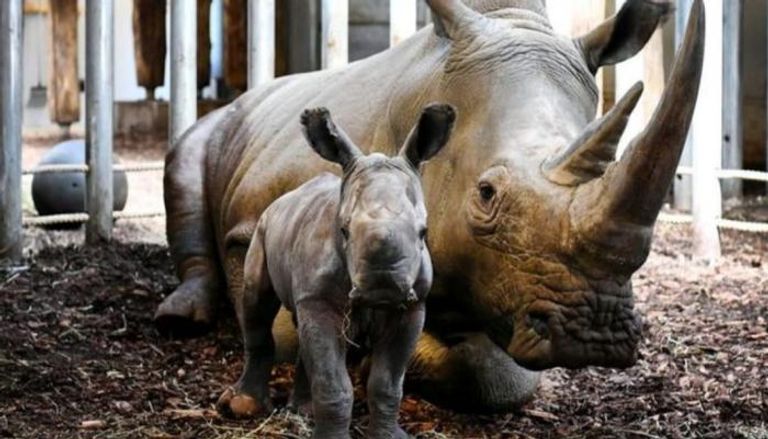 ولادة وحيد قرن في حديقة حيوانات هولندية