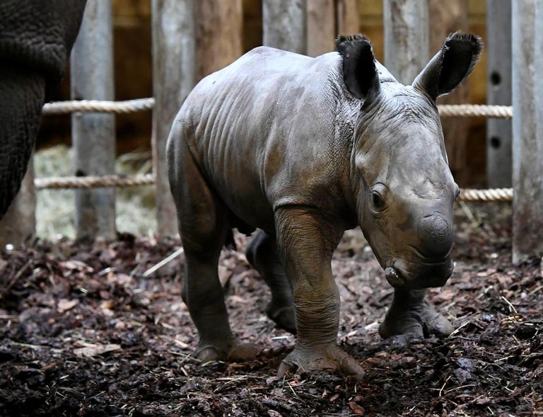 ولادة وحيد قرن في حديقة حيوانات هولندية