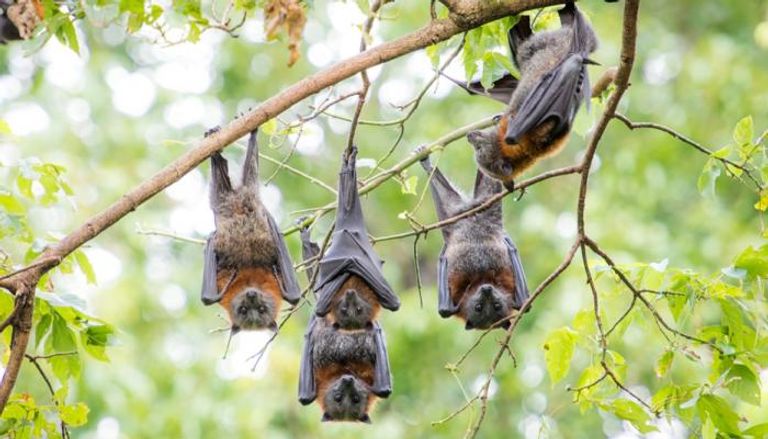  الخفافيش تحمل مرضا قاتلا للبشر