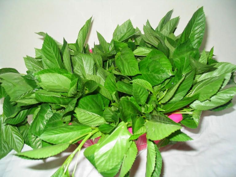 الملوخية تتربع على وجبات الإفطار بغزة