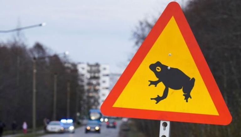 إغلاق طريق رئيسي في إستونيا بسبب الضفادع