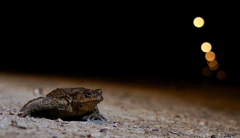 إغلاق طريق رئيسي في إستونيا بسبب الضفادع