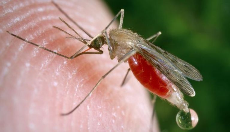 تعديل في جينات البعوض لمنع انتشار الملاريا