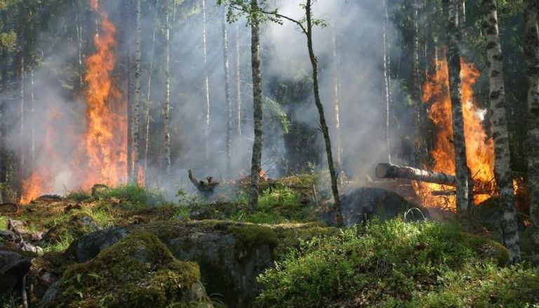 حريق يدمّر غابات المكسيك