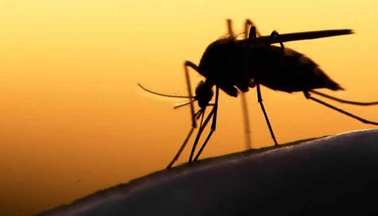 الملاريا مرض معد ينتقل عن طريق بعوضة الأنوفيليس