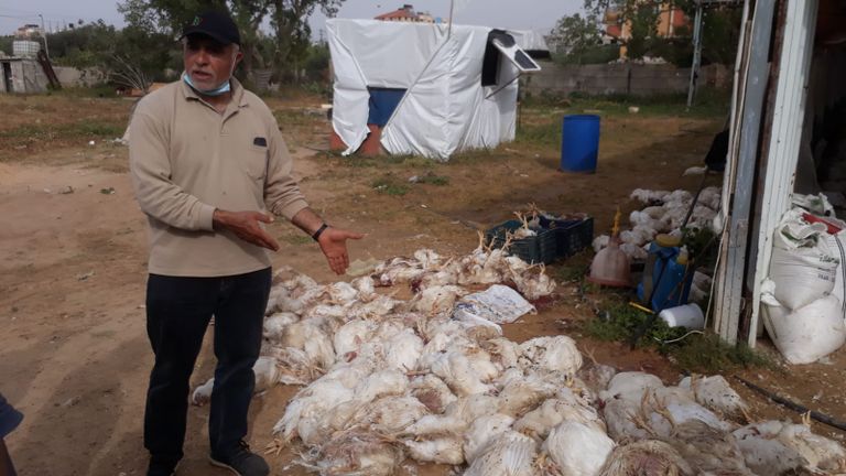 نفوق عشرات آلاف الدواجن بسبب الحر الشديد