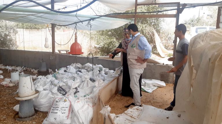 نفوق عشرات آلاف الدواجن بسبب الحر الشديد