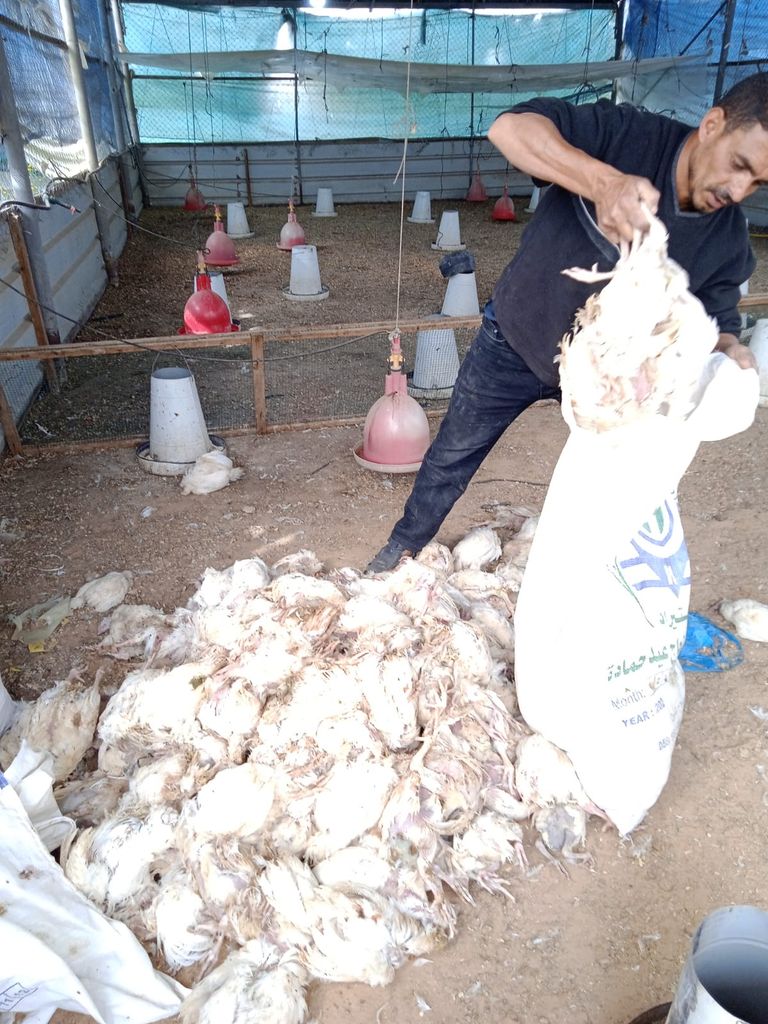 نفوق عشرات آلاف الدواجن بسبب الحر الشديد