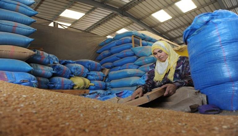 امرأة تقوم بتفحص القمح في المغرب - أرشيفية