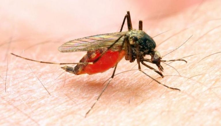 البعوض الناقل للملاريا
