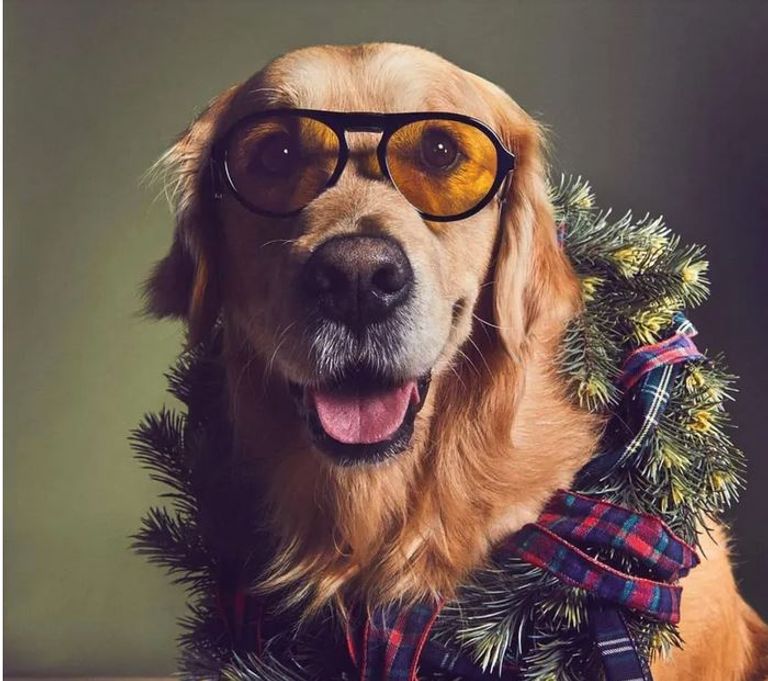 أحد الكلاب التي يتم تدريبها بالمؤسسة الإيطالية