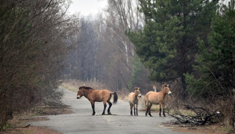 أحصنة برزولسكي على طريق قرب تشيرنوبيل