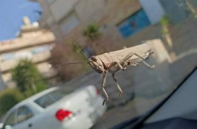 أسراب الجراد تهاجم لبنان