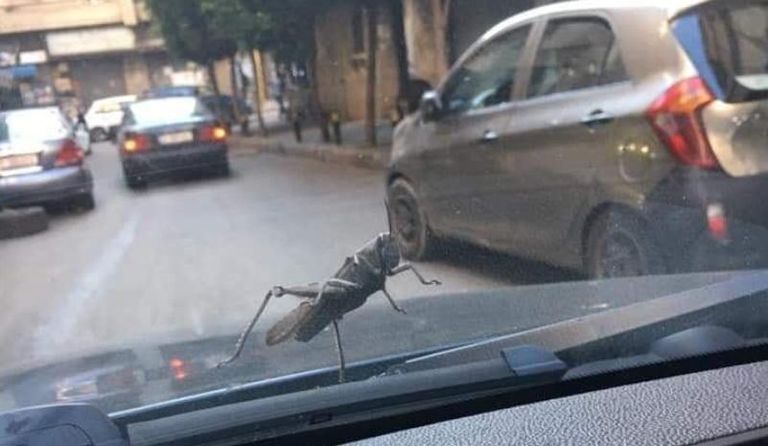 أسراب الجراد تهاجم لبنان