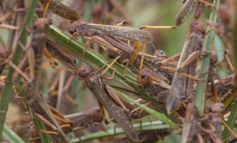 أسراب الجراد تهاجم لبنان