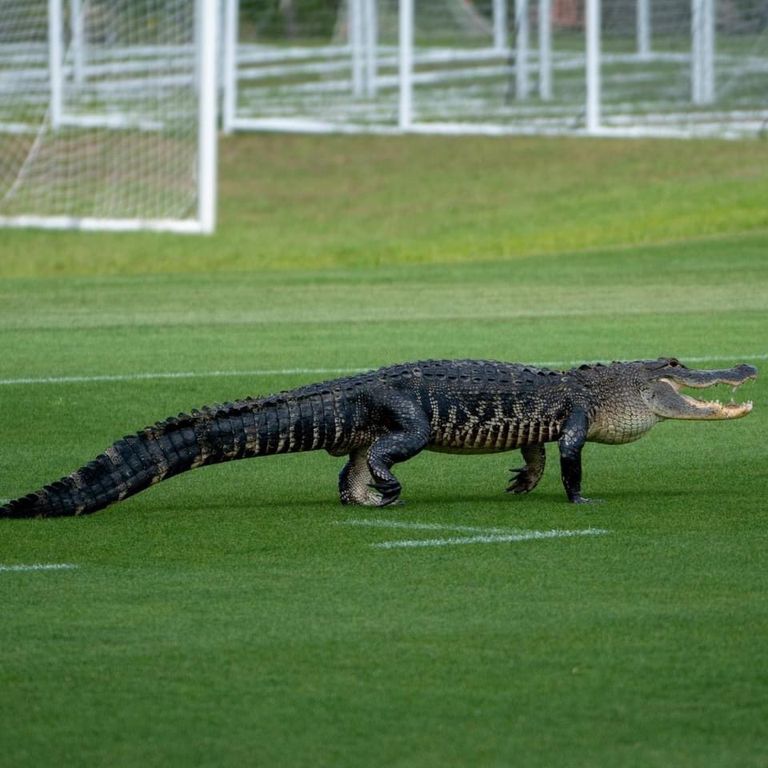 تمساح ضخم يقتحم مران تورونتو الأمريكي